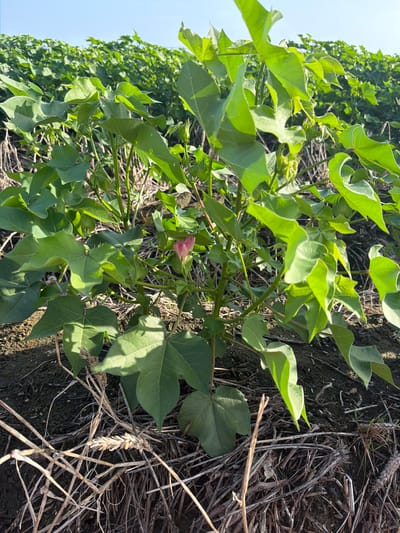 The image shows a close-up view of a cotton plant with large green leaves, and a single pink cotton blossom, in a field of cotton plants. The plants are growing in dark soil, with dried straw and other plant debris on the ground. The sky is blue and clear. The scene is located in Hornersville, United States.