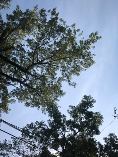 The image shows two large trees with lush green leaves against a clear blue sky. The trees are silhouetted against the sky, and the branches are intertwined. Several power lines are visible in the foreground, running across the sky. The image appears to be taken in Malang, Indonesia, at coordinates -7.971 latitude and 112.625 longitude. The light is bright, suggesting that it is daytime. There are no people or other objects visible in the scene. The environment is serene and peaceful.