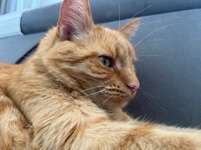 This is a close-up, eye-level, horizontal shot of an orange tabby cat resting on a dark grey surface, possibly a sofa. The cat is in profile, looking to the right. Its fur is a mix of light and dark orange stripes. The cat's green eye is clearly visible, with reflections of what appears to be light sources in the pupil. Its pink nose has a few dark spots. Long, white whiskers fan out from its muzzle. The cat's ears are pointed and also have fine white hairs. The background is out of focus, showing a dark grey texture and a blurred white and light blue object in the upper left corner, which could be part of a window or furniture. The lighting suggests it is daytime, possibly indoors. There is no visible text in the image.