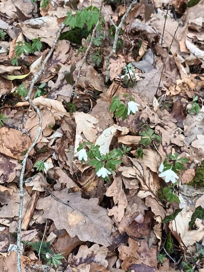 This image depicts a section of a forest floor in Étalle, Belgium. The ground is covered by a dense layer of dry, brown oak leaves. Several clusters of white, six to seven-petaled flowers, identified as wood anemones (Anemone nemorosa), are visible, growing from the leaf litter. These flowers are accompanied by their characteristic green, deeply lobed foliage. Interspersed among the leaves and flowers are smaller patches of other green herbaceous plants and some small ivy shoots. Two slender, light-grey, lichen-covered branches or twigs lie diagonally across the frame; one extends from the upper-left to the lower-center, and another from the upper-center to the mid-right. The scene is uniformly illuminated by ambient natural light. No individuals, animals, or man-made objects are present.
