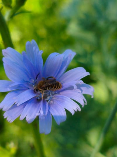 A close-up, eye-level shot captures a bee foraging on a vibrant blue chicory flower. The bee, oriented right-to-left, is positioned in the center-right of the flower's pistil and stamen. Its abdomen is banded with dark and light stripes, and its legs are extended. The chicory flower, a composite of numerous ray florets, displays delicate, serrated petals. The background is a soft blur of green foliage, suggesting an outdoor, natural setting. This image was taken in Orenburg, Russia.