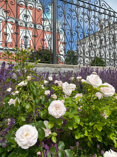 The image captures a close-up view of pale pink roses and purple flowers in bloom, with lush green foliage. In the background, a decorative black wrought iron fence with intricate scrollwork partially obscures two buildings. The building on the left is red with white architectural details and arched windows, while the building on the right is white with similar architectural features. The sky is blue and visible through the fence. The scene appears to be an outdoor setting, possibly a garden or park, with the architecture suggesting a historical or culturally significant location. The quality of the image suggests it was taken with a mobile phone camera, in good lighting conditions, likely on a sunny day.