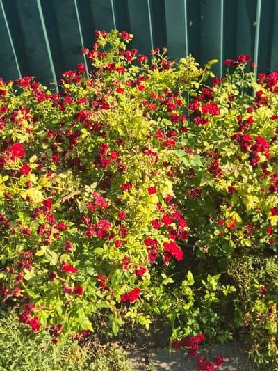 A vibrant bush of red roses, some fully bloomed and others in bud, is captured in a sunlit, outdoor setting. The roses are densely packed, their rich red petals contrasting with the various shades of green leaves, some of which appear slightly yellowed, suggesting either a transition of seasons or a need for water. The bush is positioned against a backdrop of dark green horizontal planks, possibly a fence or siding, which creates a strong geometric contrast to the organic form of the plants.

To the right of the rose bush, the ground is visible, covered with a mix of dry grass and small green plants, hinting at a natural or partially cultivated landscape. The lighting indicates it's daytime, with bright sunlight casting shadows and highlighting the textures of the leaves and petals. The overall impression is one of a lively, abundant garden, possibly in a rural or suburban area. The location context provided as Sozonivka, Ukraine, adds a geographical specificity to the scene, suggesting it is a view from that region. There is no visible text in the image.