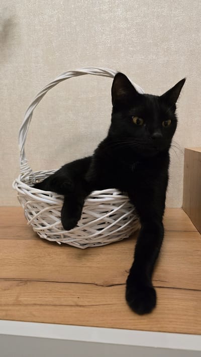 A black cat with yellow eyes is sitting in a white wicker basket with a twisted handle. The basket is placed on a wooden surface. The cat is partially reclined, with its front paws resting on the rim of the basket and one paw hanging over the side. The background is a textured beige wall. The scene is indoors. There is no information in the image to suggest the location is Dushanbe, Tajikistan.