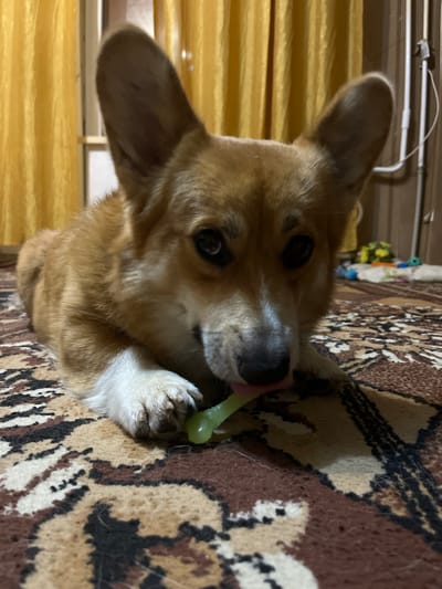 A corgi is lying on a patterned rug, chewing on a green toy. The dog has brown and white fur, large ears, and dark eyes. In the background, yellow curtains are visible, along with some toys and what appears to be furniture. The scene is indoors, likely in a home setting. No specific location in Kramatorsk, Ukraine, can be determined from the image.