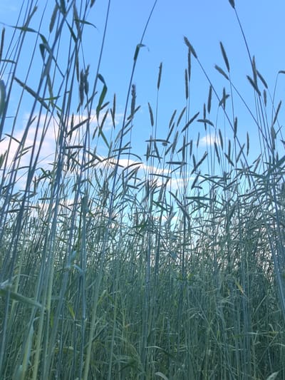 The image shows a low-angle view looking up through a field of tall, green grass or cereal stalks towards a bright blue sky with scattered white clouds. The stalks are densely packed, creating a feeling of being immersed in the field. Some of the stalks have seed heads visible at the top, suggesting it might be a grain field. The lighting suggests it is daytime, likely during the late morning or afternoon, with a clear and pleasant sky. The overall mood is serene and natural, evoking a sense of being in a rural landscape. The location context provided is Парэцкі сельскі Савет, Belarus, which aligns with the visual of an agricultural field. There is no visible text in the image.