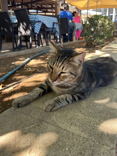 A tabby cat rests on a concrete surface in an outdoor seating area. The cat is facing towards the right of the frame with its eyes partially closed, basking in dappled sunlight. Behind the cat, a checkered tablecloth covers a table, with chairs on either side. In the background, several people are seated at tables under a yellow umbrella, suggesting a restaurant or cafe. A blue hose lies on the ground to the left of the cat. The environment appears to be a public outdoor space in Germasogeia Municipality, Cyprus.