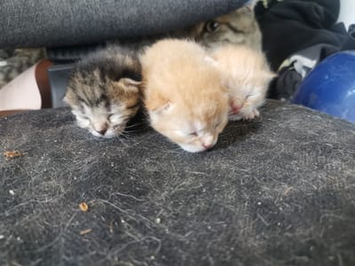This is a close-up, eye-level shot of three very young kittens and a cat in the background, likely in Semypolky, Ukraine. The kittens are sleeping or resting closely together on a dark, textured surface that appears to be a piece of fabric or carpet, possibly with loose threads or debris. The kitten on the left has tabby markings and is dark gray and brown. The two kittens to its right are a light orange or cream color. Their eyes are closed, and their noses are pink. Behind them, a cat with tabby fur is visible, with one eye open and looking towards the camera. The background is blurred but appears to be indoors, with hints of dark fabric, clothing, and a bright blue object. The scene conveys a sense of domesticity and repose.