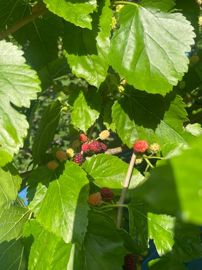 The image shows a close-up view of mulberry fruits and leaves on a tree. The mulberries are in various stages of ripeness, with some appearing white, pink, and red, and others a deep dark red or purple. They are clustered on thin stems, some still attached to the branches. The leaves are large, green, and serrated, with prominent veins. Sunlight filters through the leaves, creating dappled shadows. The background is blurred, but suggests an outdoor setting with some hints of blue sky. The scene appears to be during the daytime, with bright sunlight. The overall impression is one of natural abundance and the ripeness of fruit on a tree. The location context provided is Ливадийский поселковый совет, Ukraine, suggesting this is likely a mulberry tree in that region. No people or text are visible in the image.