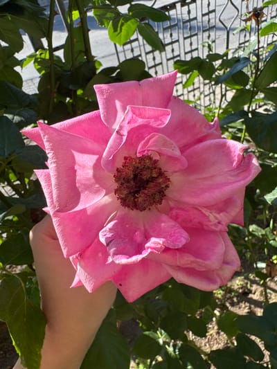 A close-up shot captures a vibrant pink rose blooming in a garden. The rose, with its delicate, ruffled petals, is the central subject, appearing to be held by a person's hand, partially visible on the right side of the frame. The hand, with light skin tone, gently supports the flower, suggesting a moment of admiration or care.

Surrounding the rose are lush green leaves and thorny stems, indicating a natural, outdoor setting. In the background, a hint of a grey, patterned structure, possibly a fence or a paved walkway, is visible. The lighting suggests it is a bright, sunny day, casting distinct shadows on the rose petals and illuminating the scene with warm sunlight. The overall mood is peaceful and serene, highlighting the beauty of nature. The location context is Belashtitsa, Bulgaria. There is no visible text in the image.