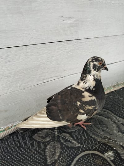 A pigeon with black, white, and brown markings is perched on a dark-colored textured surface. The pigeon's head is turned to the right, and its eye is clearly visible. Behind the pigeon, a light-colored wooden wall with horizontal planks serves as the background. The scene appears to be outdoors, possibly in an urban or suburban setting. There are no people or specific landmarks visible that would indicate its location within Benuaraja, Indonesia. The lighting suggests it is daytime.