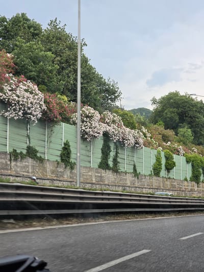 The image shows a road, likely a highway, with a sound barrier in the background. The sound barrier is green and has a line of trees and flowering bushes planted along its top. The trees are lush and green, and the flowering bushes are covered in white and pink blooms. The road is asphalt and has white lane markings. In the background, there are green hills. The sky is overcast. The image is taken from a moving vehicle, as indicated by the blur in the foreground. The location is specified as the city of Salerno, Italy.