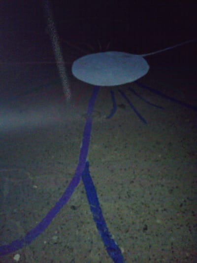 The image depicts a shallow body of water with a sandy bottom. A light blue, disc-shaped object with a tail is suspended in the water. Several bright purple lines, resembling tentacles or streamers, extend from the object and trail into the sandy substrate. The water is dark, with some light filtering from above, creating a shadowy environment. The scene is too abstract and lacks any recognizable landmarks or details to determine its location within the city of Lima, Peru.