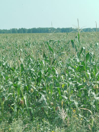 The image shows a field of corn plants under a clear, pale blue sky. The corn stalks are tall and green, with visible tassels at the top of some plants. The field extends into the distance, with a line of trees forming the horizon. The foreground of the image shows a denser growth of corn plants and some smaller green plants and weeds. There are no people or animals visible in the image. The scene appears to be in a rural setting, consistent with agricultural land. The location is stated as Урожайный, Russia.