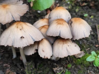 A cluster of pale tan mushrooms with darker brown caps are growing in dark soil. Several of the mushrooms are in focus, revealing their delicate, ribbed gills. Two small black ants are visible on the caps of two different mushrooms. The background is blurred, showing patches of green foliage and moss. The scene appears to be in a natural outdoor setting.