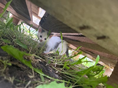 A very young, white and grey tabby kitten with blue eyes is nestled in a patch of green grass and dry leaves under a wooden structure. The kitten is looking directly at the camera with its mouth slightly open. The background shows more greenery and the rough texture of wooden planks. The scene appears to be in a natural outdoor setting, potentially a garden or yard, located in Bohunove, Ukraine.