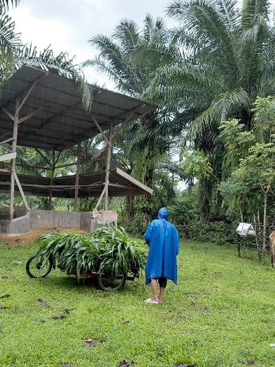 The scene depicts an outdoor rural area in Keude Cunda, Indonesia, on an overcast, rainy day. In the foreground, a person, viewed from behind, wears a blue hooded raincoat and light-colored slip-on shoes, standing on green grass with sparse patches. To their left is a two-wheeled cart, possibly red, heavily loaded with green leafy vegetation, likely fodder. In the midground, a light-colored bovine with a hump stands under a simple, open-sided shelter with a corrugated metal roof supported by wooden posts, positioned behind a low concrete or mud-brick wall. A second, partially visible light-colored bovine is situated further right, near some sparse fencing. The background features numerous tall palm trees and dense green foliage under a cloudy sky, with visible raindrops.