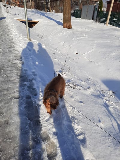 This high-angle outdoor shot captures a reddish-brown dog on a snow-covered landscape under bright, clear sunlight, likely in Krasnogorskoye, Russia. The dog, possibly a Cocker Spaniel, is seen from above, appearing to be lying or resting on the snow with its tongue slightly out. It wears a dark collar, and a black leash extends from it towards the upper right of the frame, out of view.
The ground is heavily covered in snow, which varies in texture. In the foreground, it appears compacted and icy, forming a clear path with distinct human boot prints and dog paw prints. Further back, the snow seems softer, with subtle irregularities and small, dried plant stalks and branches poking through. Long, prominent shadows are cast across the snow by unseen objects, the dog, and a vertical metallic pole in the lower-left, indicating a sunny day with a relatively low sun angle (morning or late afternoon).
In the background, glimpses of human infrastructure are visible, including a wooden fence with green slats and what appears to be a corrugated metal building or garage. A large wooden log or post stands upright on the left side of the frame. There's also a dark, triangular opening in the snow further back on the left, possibly a frozen ditch or part of a small structure. The overall scene depicts a calm winter day, with the dog enjoying the snowy environment. No visible text is clearly legible in the image.