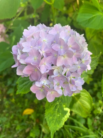 The image shows a close-up of a cluster of light purple hydrangea flowers in bloom, surrounded by lush green foliage. The flowers are composed of many small, delicate petals clustered together to form a spherical shape. The background is a soft blur of green grass and leaves, suggesting an outdoor natural setting. The lighting indicates it is daytime, with sunlight dappling through the leaves. The specific location in the city of Luh, Ukraine cannot be determined from the image alone. There are no people or animals visible in the photograph.