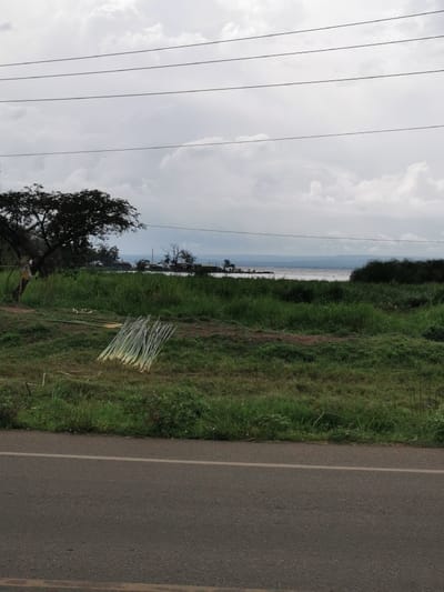 This image depicts a roadside scene overlooking Lake Victoria in Kisumu, Kenya, likely near a port or fishing area. In the foreground, a gray asphalt road with a faded white continuous shoulder line occupies the bottom quarter of the frame. Above the road, a strip of green grass extends towards the lake.

In the midground, lying on the grass and slightly to the left of center, is a pile of freshly cut, light green plant stalks, possibly papyrus or sugarcane, arranged horizontally. Further back, on the left, a large, dark-leafed tree stands prominently, partially obscuring the distant shoreline. Near the lake's edge, several small, rudimentary structures are visible, resembling huts or shelters. Directly in front of these structures, a small group of approximately five human figures is discernable near the water, interacting with what appear to be two small boats or canoes docked at the shore. The water of Lake Victoria exhibits moderate choppiness, with visible waves. On the right side of the midground, dense, dark green aquatic vegetation or reeds line the water's edge.

The background consists of the expansive, somewhat turbulent waters of Lake Victoria, stretching towards a hazy, indistinct distant shoreline or low-lying hills. The sky is predominantly overcast with a dense layer of gray and white cumulus clouds. Four dark, parallel utility lines traverse the upper portion of the frame, running horizontally across the sky. No direct actions or interactions beyond the stationary arrangement of cut stalks and the discernible figures near the boats are clearly defined in detail.