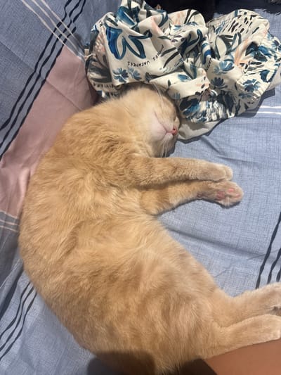 A light orange cat is sleeping on a bed. The cat is lying on its back with its paws crossed and its head tilted back, exposing its chin and chest. The cat's fur is short and appears soft. The bed has blue and pink striped sheets. To the left of the cat, there is a pile of clothing with a floral pattern. The clothing appears to be a pair of shorts or pants with blue and white flowers and some text that reads "BONNES VACANCES" and "RIVIERA". The scene is lit by natural light, suggesting it is daytime. The cat appears relaxed and comfortable. The location context is Ratsada, Thailand.