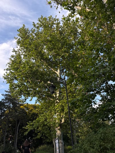 The image captures a detailed view of a verdant outdoor scene in the city of Novi Sad, Serbia. The foreground and midground are dominated by dense green foliage from various trees, most notably a large London Plane tree (Platanus x acerifolia) in the center-right with characteristic light-colored, peeling bark and large, lobed green leaves. Patches of blue sky with wispy white clouds are visible through the tree canopy. An ornate black streetlamp with a lantern-style fixture is positioned on the right, partially obscured by the tree. In the lower-left quadrant, a person with long, straight brown hair, wearing a dark t-shirt and a black backpack, is walking away from the viewer. Other trees, including darker coniferous varieties and lighter deciduous ones, form a thick green backdrop. A partially visible white informational sign, featuring text and illustrations, is present at the bottom left. The scene is illuminated by natural daylight, indicating a daytime setting within a park or green urban space.