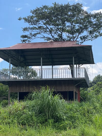 This is a medium shot, outdoor, eye-level photograph of a rustic, elevated wooden structure with a corrugated metal roof. The structure is situated in a lush, green environment with abundant vegetation. In the foreground, tall, reedy grasses and other green foliage dominate the lower half of the frame, obscuring the base of the structure. The wooden walls of the lower section are visible, featuring vertical planks. The upper level of the structure is an open-air platform enclosed by a metal railing with vertical balusters. The roof is supported by metal poles and beams. A large tree with dense green foliage extends above and behind the roof. The sky is blue with scattered white clouds, and on the right side of the image, power lines and a distant utility tower are visible, suggesting proximity to infrastructure. The scene depicts a natural, somewhat overgrown setting, possibly a viewpoint or resting area, located in Binh Lu, Vietnam. There are no people or animals present in the image. The lighting suggests it is daytime, likely midday, with bright sunlight casting shadows.