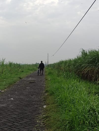 An outdoor scene in Wonoayu, Indonesia, captures a person walking along a paved path bordered by tall, lush green vegetation under an overcast sky. The image is taken from a low angle, looking forward along the path.
In the center of the frame, a silhouetted figure, presumably male, walks away from the camera, pushing a bicycle. The person's form is dark against the bright, diffused light of the sky, with their head, torso, and legs visible. The bicycle is partially obscured by the person but its frame and wheels are discernible.
The path itself is constructed from dark grey or black interlocking paving stones, creating a textured pattern underfoot. It stretches into the distance, appearing to narrow towards the horizon. On both sides of the path, dense, tall green grass or possibly crops grow abundantly, forming a vibrant natural wall that contrasts with the muted tones of the sky and path. The vegetation on the right side appears slightly taller and more overgrown.
The sky occupies the upper portion of the image and is uniformly light grey, indicating an overcast day. A single dark power line or communication cable stretches diagonally across the upper left of the frame, extending towards the middle distance where it appears to connect to a faint, slender pole. Several small birds are visible as tiny specks, flying high in the cloudy sky, adding a sense of scale and movement to the otherwise still landscape. There is no visible text in the image. The overall atmosphere is quiet and contemplative.