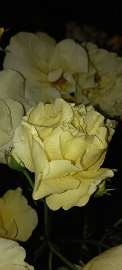 The image is a close-up, dark, and atmospheric photograph of light yellow roses, possibly taken at night in Radisne, Ukraine. The main subject is a tightly packed rose bloom in the foreground, its petals ruffled and layered, creating a sense of depth and texture. To the left, another rose, or part of the same cluster, is visible, its petals appearing softer and more diffused, suggesting it might be slightly out of focus or partially obscured. The background is almost entirely black, enhancing the illuminated subject matter and creating a dramatic effect.

A small, green rosebud is peeking out from beneath the main bloom, hinting at future growth and adding a touch of natural detail. The lighting appears to be artificial, possibly from a flash or a nearby light source, as it dramatically highlights the curves and edges of the petals while leaving the rest of the scene in deep shadow. This lighting choice contributes to the intimate and slightly mysterious mood of the image. There are no people or text visible in the photograph. The focus is entirely on the delicate beauty and form of the roses, rendered with a somewhat grainy texture that adds to the artistic quality of the shot. The overall impression is one of natural beauty captured in a moment of stillness and shadow.