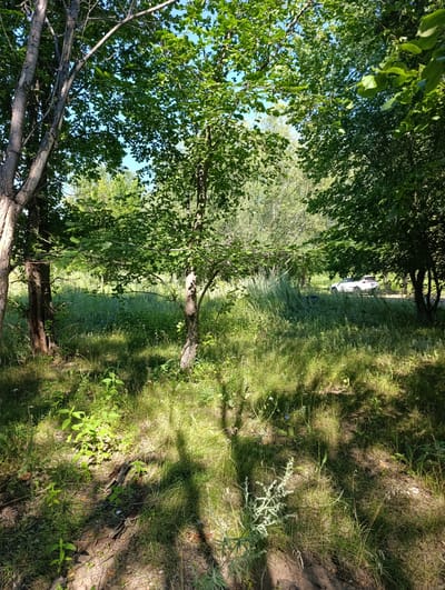 The image depicts a sunny outdoor scene with dappled sunlight filtering through trees onto a grassy area. In the foreground, there are several trees with thick trunks and leafy branches, along with patches of dry earth and green grass. Further back, a white SUV is visible driving on a dirt road that winds through tall grasses and smaller trees. The sky is clear and blue. The scene appears to be a rural or natural setting, possibly on the outskirts of the city of Samorodovo, Russia.