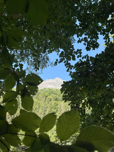 The image captures a view through lush green foliage towards a mountain peak under a clear blue sky. The foreground is dominated by large, out-of-focus green leaves and branches of trees, suggesting a viewpoint from within a forest or wooded area. Beyond the leaves, a dense forest of evergreen trees blankets the lower slopes of a rugged, rocky mountain. The mountain summit is sharp and pointed, with visible striations and texture. The overall scene depicts a natural, mountainous landscape, likely in Verzasca, Switzerland, known for its alpine scenery and verdant valleys. There are no people or human-made structures clearly visible in the frame.