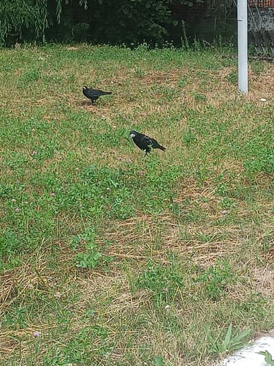 Two black birds are standing on a grassy area in Ovruch, Ukraine. The ground is covered with green grass and some dry hay. In the background, there is lush green foliage and a light-colored pole. One bird is closer to the viewer and is looking towards the right. The other bird is further away and is looking towards the left.