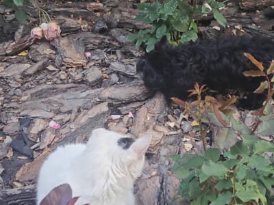 A close-up, high-angle shot shows two cats in a garden. The cat in the foreground is white with a black patch over its eye and ear. It is looking to the right. The second cat, black and fluffy, is in the background, also looking to the right. The cats are surrounded by mulch, fallen leaves, and some rose bushes with pink flowers and green leaves. The scene appears to be outdoors on a dry day. The image's composition is top-down, emphasizing the textures of the mulch and the cats' fur.
