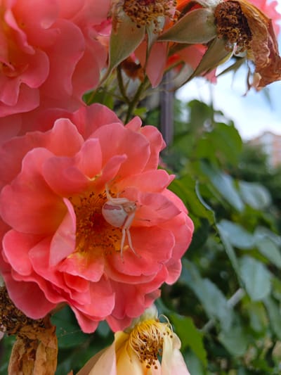 A close-up, shallow depth-of-field, vertical shot shows a white and pink crab spider on the center of a pink rose in Goryachiy Klyuch, Russia. The spider is positioned towards the right side of the rose's center, facing left, with its front legs extended. The rose is the primary subject, with its large, vibrant pink petals filling most of the frame. Some of the rose's stamens are visible in the center, yellow in color with dark tips. To the left and top of the main rose, other parts of the rose are visible, including some wilting petals and dried seed pods, rendered in shades of pink and brown. Behind the rose, out-of-focus green foliage forms a lush backdrop. The sky is visible in the upper right quadrant, a pale blue with some white. The image has a soft, natural light.