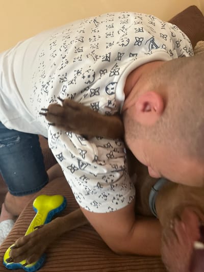 The media file shows a person and a dog interacting on a couch. The person, who appears to be male based on their haircut and attire, is wearing a white t-shirt with a repeating pattern of dark blue symbols, possibly a brand logo. They are lying on their side, with their head resting on their arm. A dog, likely a pit bull given its muscular build and broad head, is lying next to them, nudging its head towards the person. The dog is wearing a light blue collar. A yellow and blue bone-shaped dog toy is visible on the couch next to the dog's paw.
The setting appears to be indoors, on a brown, textured couch, suggesting a living room or similar domestic space. The lighting indicates it's daytime. The interaction between the person and the dog suggests a moment of affection or play. The person's facial expression is not fully visible, but the dog's mouth is open, possibly panting or in a playful gesture.
There is visible text on the dog toy: "NEXT". The overall mood is relaxed and intimate, highlighting the bond between the pet and its owner. The scene is captured from a close-up, slightly overhead perspective.