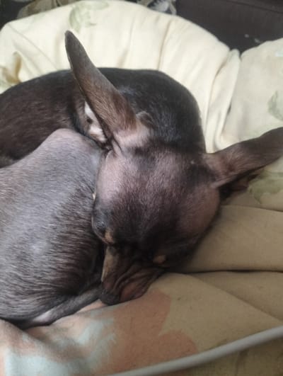 A close-up, top-down shot shows two small dogs sleeping, nestled together on a soft, beige surface that appears to be a blanket or bedding. The dog in the foreground, with dark brown fur and large, pointed ears, is curled up with its head resting on the other dog's back. Its eyes are closed, and its snout is wrinkled. The second dog, largely obscured by the first, has greyish-brown fur and is also asleep. The background is blurred, but suggests a domestic setting with the presence of pillows and blankets. The overall impression is one of warmth and comfort, with the dogs appearing to be at ease. The image was likely taken indoors, in a residential area such as the city of Zyuzino, Russia, given the typical living conditions depicted.