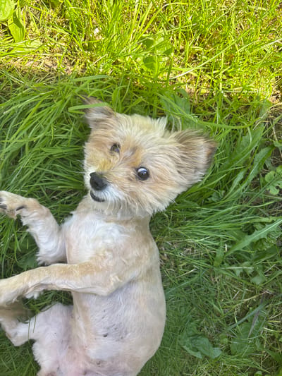 A small, light-brown dog with large, dark eyes is lying on its back in a patch of green grass. The dog's paws are splayed outwards, and its mouth is slightly open. The grass is tall and lush, with some larger green leaves interspersed. The lighting suggests it is daytime, likely sunny, given the bright highlights on the grass and the dog's fur. The location is not specified in the image or its crops.