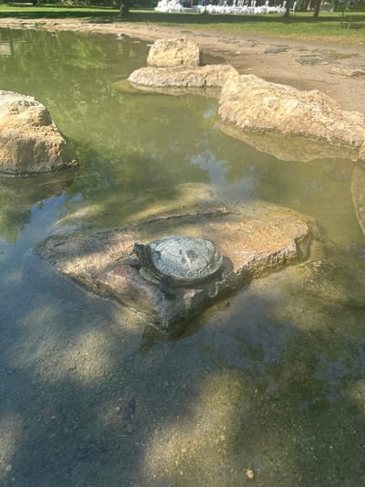 The image depicts a tranquil outdoor scene in General Todorov, Bulgaria, featuring a body of water with a single turtle as the primary subject. A red-eared slider turtle is centrally positioned on a flat, light brown rock partially submerged in shallow, green-tinged water. The turtle faces left, with its head slightly elevated, its patterned shell and limbs distinctly visible as it appears to be basking. Several other large, light brown rocks are visible in and around the water. The water in the foreground is clearer, revealing a gravelly, sediment-covered bottom with scattered debris. Reflections of trees and sky are visible on the water's surface. A dirt or sandy bank transitions from the water's edge to a grassy area in the background. In the far background, numerous white chairs are arranged in multiple rows on the grass, suggesting an event setup. Mature trees are also present in the distant background, casting shadows. The scene is illuminated by natural sunlight, creating distinct shadows on the rocks and water. No people are visible within the frame.