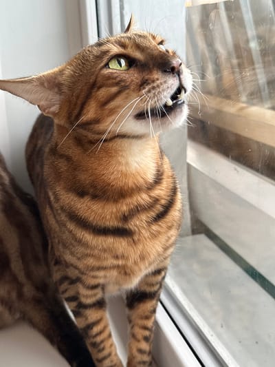 A Bengal cat with green eyes and distinctive striped markings is looking out a window, with its mouth slightly open and teeth visible. The cat is positioned on a white windowsill. The window pane reflects a blurry, outdoor scene, possibly of a building and sky. The background is a plain white wall. The image is a close-up of the cat's head and upper body, cropped from the side. The image location is identified as the city of Gornyi Erik, Russia.