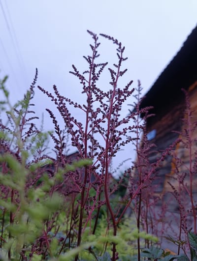 This media file is a photograph taken outdoors in a natural setting, possibly a garden or yard, in Zipunovo, Russia. The foreground is dominated by tall, slender plants with dark reddish-purple stems and feathery, elongated seed heads. Some of these plants are in sharp focus, while others, particularly on the left side of the frame, are blurred and appear as a soft green mass.
In the background, a rustic wooden building with a dark roof is visible. Part of the building's wall appears to be made of stone or rough-hewn wood. A small, light blue object, possibly a window or a decoration, is discernible on the building's facade. The sky above is overcast and a pale greyish-blue, suggesting it is either early morning or late evening.
There are no people or discernible activity taking place in the image. The focus is on the botanical elements and the rustic architecture. The overall mood is serene and quiet, possibly capturing a moment of calm in nature. The image does not contain any visible text.