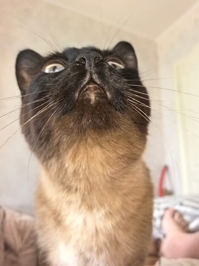 An extreme close-up, low-angle shot captures the face of a Siamese cat looking upwards. The cat's black face mask contrasts with its tan fur. Its eyes are partially visible, reflecting light, and its nose is dark and wet. Long whiskers fan out from its muzzle. The background is blurred, showing hints of a light-colored wall and possibly furniture. The location within the city of Фролы, Russia, cannot be determined from the image alone.