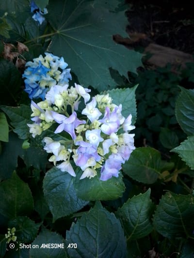 The image shows a close-up of hydrangea flowers with a mix of blue and purple hues, interspersed with creamy white and pale yellow florets. The flowers are clustered on a stem with large, dark green leaves, some of which appear slightly wilted or dried. In the background, out of focus, are more dark green foliage and a rough-textured, dark brown object that appears to be a piece of wood or a log. The overall lighting suggests an outdoor environment, possibly a garden, with some shadows indicating a moderately bright day. A watermark in the bottom left corner reads "Shot on AWESOME A70."

The city of Lohmar, Germany, is known for its picturesque landscapes and numerous gardens, making it plausible that this image was captured in a residential garden, a public park, or a botanical garden within the city or its surrounding areas. The specific location within Lohmar cannot be determined from the image itself.