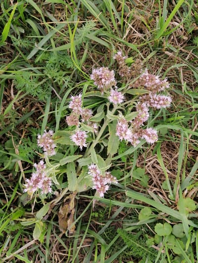A close-up, overhead shot captures a cluster of small, light pink flowers with white stamens, blooming from a green plant with serrated leaves. The plant is situated amidst dry brown grass and fresh green blades of grass, typical of a natural outdoor environment. The scene is likely a field or meadow. No people or man-made objects are visible. The lighting suggests it is daytime, with diffused natural light. The image provides no specific indicators of its location within the city of Krasnoluka, Ukraine, beyond being an outdoor natural setting.