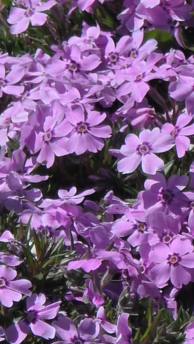 The image shows a dense cluster of light purple flowers, potentially Phlox subulata, against a dark green background of foliage. The focus is primarily on the blooms, highlighting their five petals and darker purple centers. The scene appears to be in natural sunlight, casting shadows and creating varying shades of purple across the petals. There are no people or objects visible other than the flowers and foliage. The location in Slatino, Bulgaria cannot be confirmed from this image alone, as there are no discernible landmarks or indicators of a specific location.