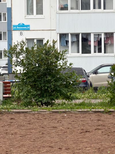 The image shows a building with several windows, a car parked next to it, and a patch of bare earth. A street sign is visible on the building, reading "ул. Весенняя, 20" (Vesennaya Street, 20). There is also a letter "B" visible. The building appears to be residential, with laundry visible through some of the windows. The car is dark-colored and partially obscured by foliage. The bare earth area is rough and appears to be a construction site or a recently prepared garden bed. Greenery, including a leafy tree and small white flowers, lines the edge of the bare earth and the building. The scene suggests an outdoor setting in a residential area. There are no people or animals visible. The lighting suggests it is daytime, likely sunny given the shadows. The overall impression is that of a mundane urban or suburban scene.