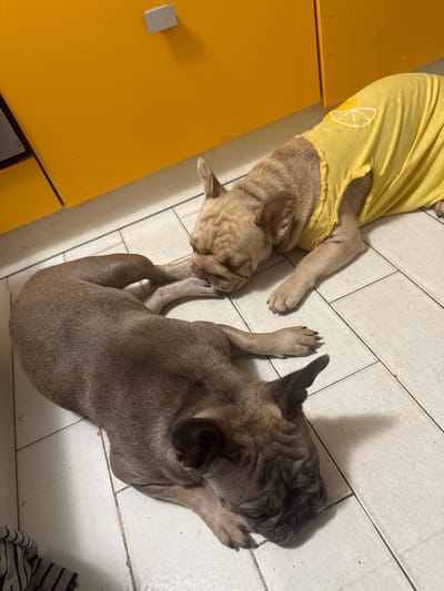 Two French Bulldogs are lying on a tiled floor indoors. One bulldog is fawn-colored and wearing a yellow shirt with a lemon graphic. It is lying on its side and appears to be licking the paw of the other bulldog. The second bulldog is a darker color, possibly brindle or gray, and is curled up on its side, facing away from the camera. Its head is resting on the floor, and its eyes are closed. The floor tiles are light-colored and laid in a grid pattern. Behind the dogs, a bright yellow cabinet is visible, with a silver handle or latch. The lighting suggests an indoor environment, possibly a kitchen or a living area. The image does not contain any specific geographical markers that would indicate the city of San Benedetto del Tronto, Italy.