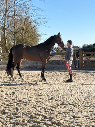The image displays an outdoor equestrian arena situated in Enghien, Belgium, under a clear blue sky. A young male individual stands to the right of a dark bay horse, both positioned on a light-colored sandy surface exhibiting patterns indicative of grooming. The male wears a light grey puffer jacket, white riding breeches, dark socks, and dark low-cut shoes. He holds a coiled red rope in his left hand, with his right hand gently touching or near the horse's muzzle and bridle. The horse, facing left, is fitted with a dark leather bridle and a system of straps around its body, possibly a training aid. Its front right leg is protected by a dark boot, and its hind legs show white markings. In the midground, a wooden fence serves as a boundary, behind which leafless deciduous trees are visible. A light-colored vehicle is partially discernible through the trees and fence on the left side of the frame. Further right, a wooden gate and distant green foliage are present. A faint contrail is visible in the upper sky.