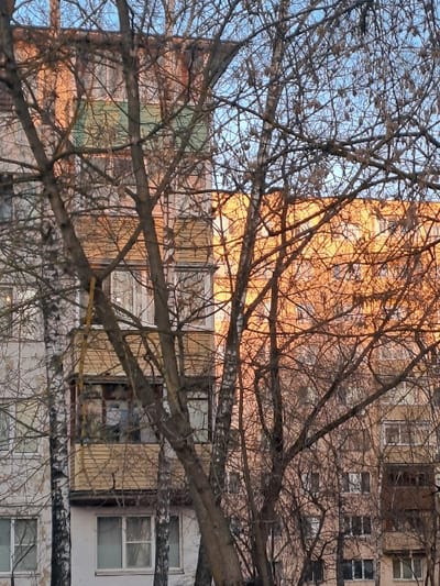 The image depicts a residential urban scene in Elektrostal, Russia, primarily viewed through a dense network of bare deciduous tree branches, characteristic of winter or early spring. In the immediate foreground, multiple trees, including birches with white and dark bark, display an intricate pattern of leafless branches that partially obscure the background. Some branches exhibit small, dark seed pods.

Behind the trees, multi-story residential buildings are visible. On the left, a light-colored building, possibly white or light grey, shows areas of worn or peeling facade material. It features several windows with white frames and an enclosed, light yellow or beige panelled balcony in the mid-ground. To the right and extending into the background, another residential building, likely a multi-story apartment block, is bathed in a warm, orange light, consistent with either sunrise or sunset. This building appears to have a light brown or beige facade, with numerous windows and several recessed balconies. The upper sections of both buildings are visible through the tree canopy.

The sky, visible through and above the tree branches, is a clear, bright blue. No individuals, vehicles, or explicit actions or interactions are discernible within the frame. The scene is static, captured under clear atmospheric conditions with distinct directional lighting.