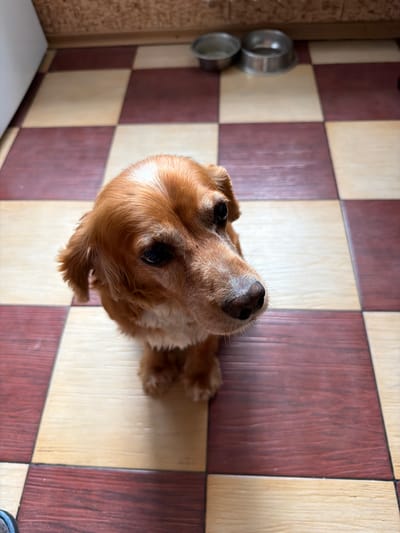 A medium-shot, high-angle photograph shows a tan-colored dog sitting on a red and tan checkered floor. The dog's head is tilted slightly to its right, and its ears are floppy. Its eyes are dark and appear to be looking upwards. The dog's muzzle is white, and its nose is dark brown. Two silver pet bowls are visible in the background, on the checkered floor. The environment appears to be indoors, possibly a kitchen or dining area, with a wall of textured material behind the dog and pet bowls. The lighting is soft and natural. The location of the image is not specified within the image itself, so its connection to Orenburg, Russia, cannot be confirmed from the visual evidence.