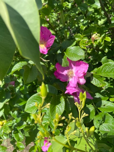 A close-up shot captures a vibrant pink rose amidst lush green foliage. The rose, in focus, displays delicate petals and a textured center. Partially obscured by a large, smooth green leaf in the foreground, the flower is positioned slightly to the left of center. Several smaller, unopened buds are visible at the bottom of the frame, some with a yellowish-green hue. The surrounding leaves are detailed with visible veins and a slight sheen, suggesting a sunny environment. The background is a blur of green, indicating a dense growth of plants. The image appears to be taken outdoors, in a natural setting.